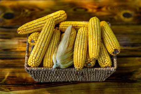 Fresh corn in basket on wooden table. Ripe maize harvest. Sweetcorn close-up on board. Raw corn and...