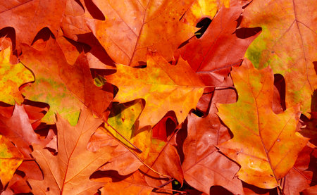 Autumn background. Autumnal background. Foliage, falling leaves background. Autumn leaf. Autumnal...