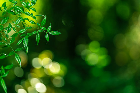 Green nature background. Green foliage and lush greenery. Fresh spring leaves. Forest and plant bokeh. Spring foliage in sunny park. Backdrop with blurred green trees. Natural green leaf pattern.の写真素材