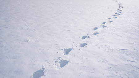 Path in wintry forest with footprints. Footstep pattern on snow. Winter trail. Snowy walkway with foot impressions. Footprints in fresh snow. Winter path.の写真素材