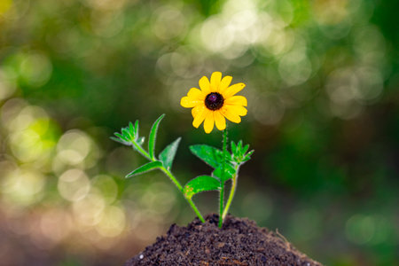 Flower plant on the soil in nature. Planting concept. Green sprout emerging from rich soil with warm sunlight. Renewal, sustainability, and agricultural growth. Sprouts on blurred green background.の写真素材