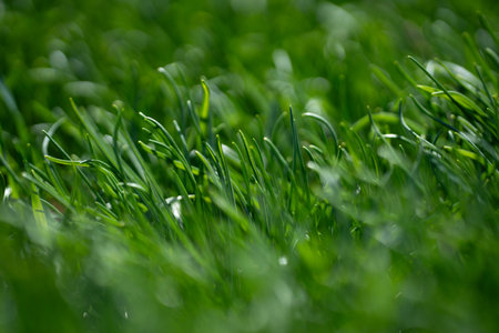 Grass background texture. Green grassy field backdrop. Lush lawn closeup view. Outdoor grassy banner. Garden grass background image. Green grass nature backdrop.の写真素材