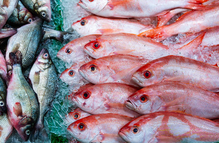 Red fish on ice looks extremely fresh. Seafood market offers bright red fish today. Healthy protein helps balanced nutrition. Fishermen provide daily marine catch. Raw fish is ready for cooking meals.の写真素材