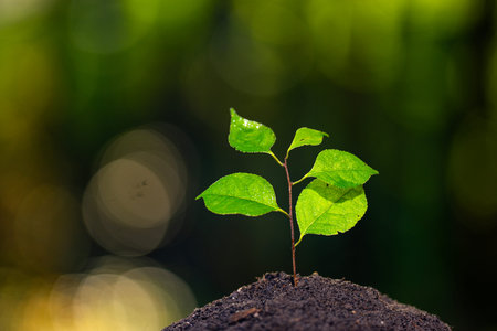 Seedling sprouts from fertile soil. Green plants grow under sunlight. Planting crops concept....