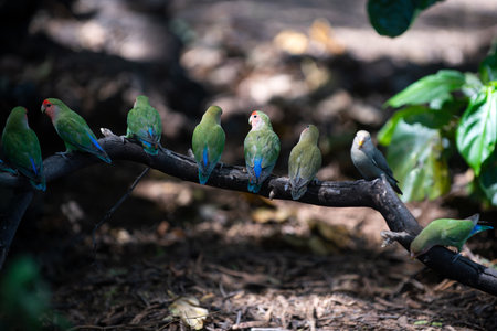 Exotic parrots birds with green and blue feathers. Small parrots on forest. Beautiful lovebirds. Tropical parrots. Exotic parrots birds,の写真素材