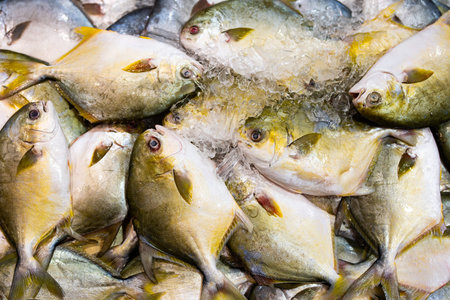 Pomfret fish lie on ice shards. Seafood display highlights shimmering freshness. Healthy seafood...