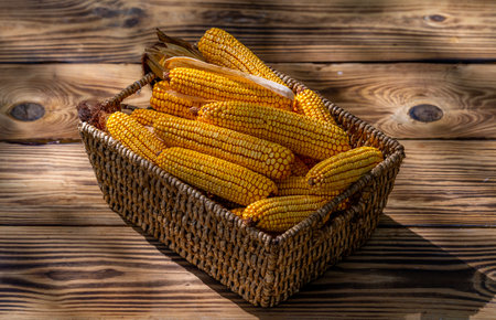 Ripe maize harvest with natural background. Raw corn and agriculture concept. Golden maize kernels. Organic corn cobs. Harvest season with ripe corn in basket. Farming corn. Maize harvest.の写真素材