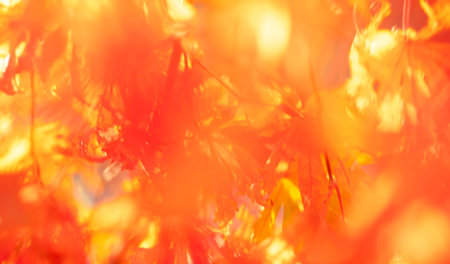 Autumn fall background. Autumnal mood. Blurred fall forest with golden leaves. Autumn sunlight shining through golden foliage. Blurred autumn fall. Abstract in autumn bokeh texture.の写真素材
