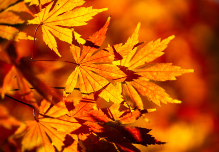 Foliage in the park. Autumn fall leaves of maple trees. Autumn fall leaves in sunlight. Golden fall...
