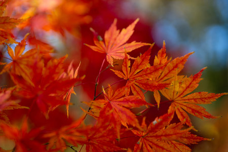 Golden leaves in a autumn forest. Autumnal mood. Autumn beauty. Maple leaves in sunlight. Autumn...