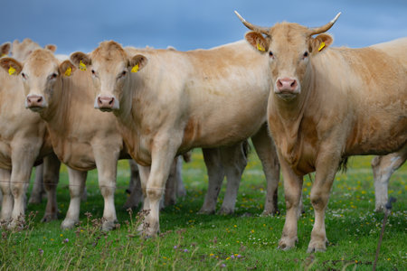 Cattle grazing in pasture. Herd of cattle. Livestock cow feeding on green grass. Grazing cows pasture on grassy field. Cattle on farm. Grazing cows on Alps meadow. Open pasture with cows. Cattle herd.の写真素材
