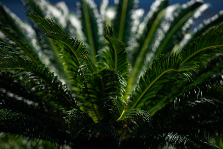 Palm leaves background. Green leaves wallpaper. Exotic jungle foliage. Leaves tropical greenery....