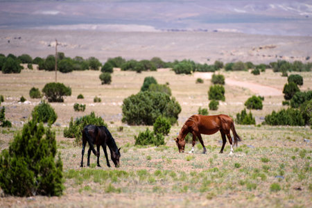 Wild horses in fields. Mustang walking through desert grassland. Herd of wild horses grazing.の写真素材
