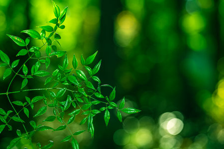 Green nature background. Soft blurred of green forest. Eco environment with green foliage. Green leaves in natural light.の写真素材
