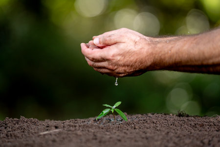 Hands watering plant. Farmers hands full of water. Hands pouring water on plant in ground. Ground fertility. Farmers hands concept.の写真素材