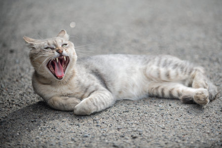 Yawning cat lying on asphalt. Tired cat resting outdoors. Gray tabby cat on road. Sleepy pet with open mouth portrait. Yawn tabby cat.の写真素材