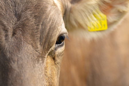 Cow standing in a green pasture. Livestock grazing in the countryside. Farm life with cattle and...