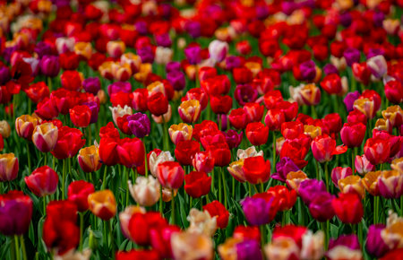 Tulips creating a red background. Spring season background. Spring texture for greeting card. Red tulips in spring field. Tulip for floral background. Holiday design.の写真素材