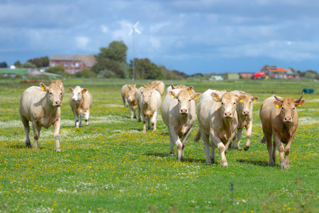 Cow, livestock concept. Cow in the meadow. Livestock grazing in the green field. Farm life with cattle and calves. Cow in a rural landscape. Ranch with grazing bovine. Dairy cow on field.の写真素材