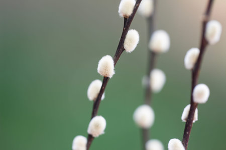 Fluffy willow catkins symbol of spring season. Soft willow branch for Easter design. Willow catkins...