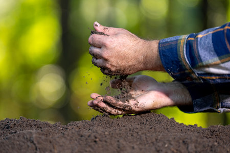 Hands holding fertile soil. Checking soil. Dirty clay and organic fertilizer. Eco farming with...