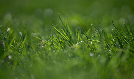 Grass background texture. Green grass field backdrop. Natural grassy design. Grass pattern for...