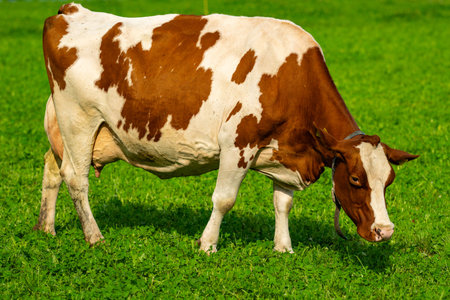 Dairy cows feeding in fields. Cattle ranch. Sunny meadow with grazing cows. Herd of cows on a grassy...