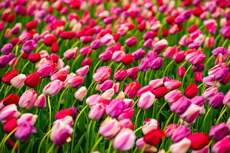 Red tulips blooming in a spring field. Tulip for floral background. Spring banner. Tulip as a natural spring wallpaper. Beauty tulips in a romantic nature scene. Spring holiday design.の写真素材