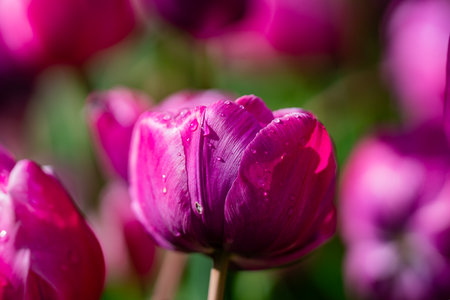 Pink flower field with tulips in spring. Spring flowers wallpaper. Blooming tulip field in spring season. Tulips and blossoms pink color. Blooming tulips pattern. Pink tulips in floral background.の写真素材