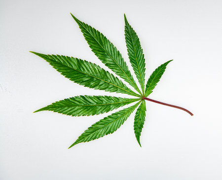 Medical cannabis leaf on white background. Close-up of fresh green marijuana leaf. Herbal plant isolated for design use. Natural cannabis foliage detail. Medical marijuana concept image.の写真素材