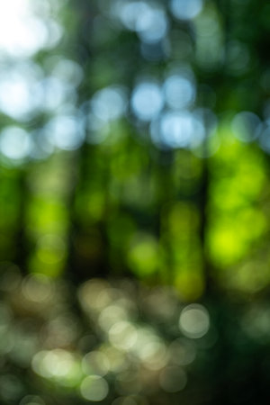 Green forest with blur leaves background. Blurred green foliage background. Soft nature green bokeh. Green nature wallpaper. Greenery blurred forest scene. Blurred forest backdrop for eco design.の写真素材