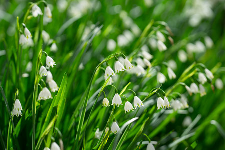 White wildflower field background. Spring meadow with snowflakes. Spring wildflowers background. Natural spring wallpaper. Blooming spring snowflakes close-up.の写真素材