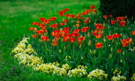 Spring meadow full of tulip flowers. Multicolored vivid tulips flowers pattern. Natural tulip landscape with spring colors. Blooming tulips pattern for seasonal design.の写真素材