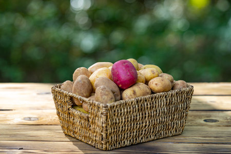 Basket full of raw potatoes on wooden surface. Harvest season with organic potato crop. Fresh potatoes. Wooden table background with natural potatoes. Organic farming produce with raw potato harvest.の写真素材