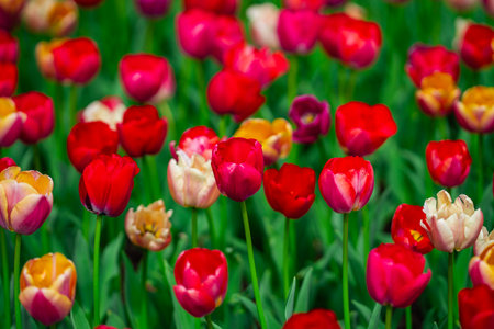 Fresh tulip field in natural spring light. Spring meadow full of tulip flowers. Multicolored tulips in outdoor spring garden. Bright tulips in floral wallpaper background.の写真素材