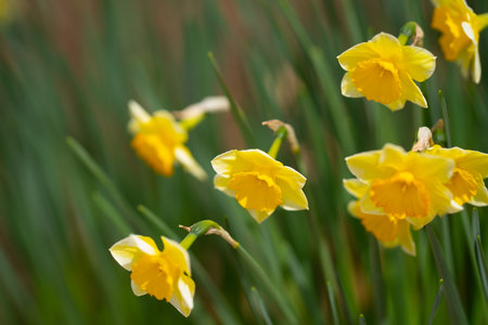 Narcissus flower in bloom. Spring flowers. Narcissus blossoms. Narcissus flowers in a garden. Close-up of a blooming narcissus. Blossoms spring background.の写真素材