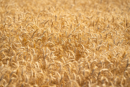 Wheat background representing harvest and rural farming. Close-up of ripe grain ready for harvest in a natural farmland setting. Crop fields showing growth and agricultural patterns.の写真素材