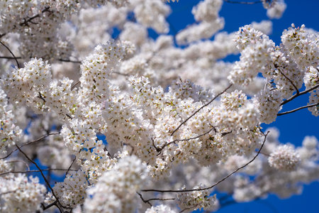 Spring flowering tree branch with white flowers on blue sky background.の写真素材