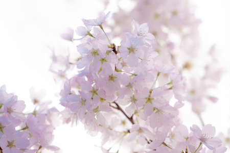 Spring blossom background. Blossoming tree branch with white flowers.の写真素材