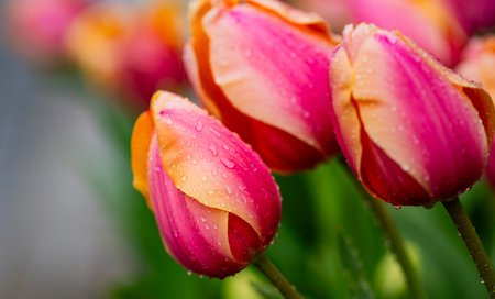 Spring blossoms with tulips and beauty mood. Tulips in garden scene with tender style. Bud tulips in spring field beauty scene. Spring tulip landscape with tender colors. Vibrant spring flower beauty scene.の写真素材