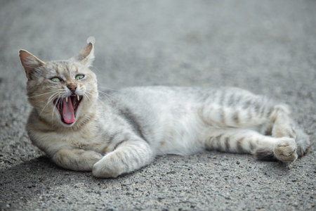 Yawning cat lying on asphalt. Gray tabby cat on road. Cat opening mouth wide while yawning. Stray...