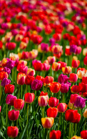 Multicolored tulips natural paint background. Vivid spring blossoms nature. Tulips floral background. Blooms with tulips flowers. Vivid blossom spring background. Spring multicolored flowers.の写真素材