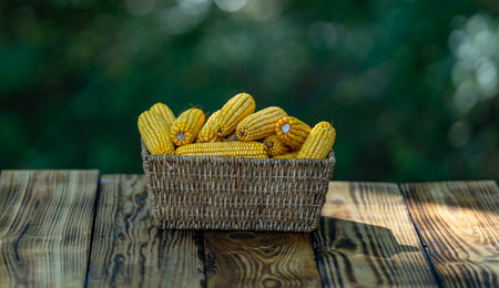 Corn in basket on wooden table. Ripe maize harvest with natural background. Harvest season with ripe corn in basket. Farming corn. Maize harvest.の写真素材