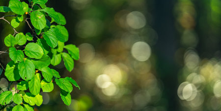Green nature background. Soft blurred of green forest. Eco environment with green foliage. Green...