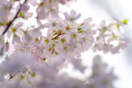 Close-up of white blossom tree flowers from a pear tree in spring. White blossom trees, nature...