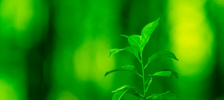 Green nature background. Soft blurred of green forest. Eco environment with green foliage. Green...