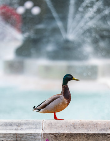 Mallard duck standing by fountain. Urban wildlife bird near water. Male duck profile outdoors. Calm duck in city park.の写真素材