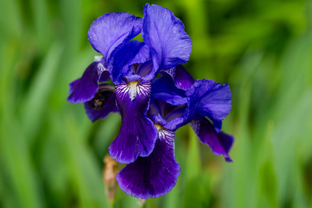Purple iris flower blooming in spring garden. Iris blossom in spring. Iris petals in spring nature....