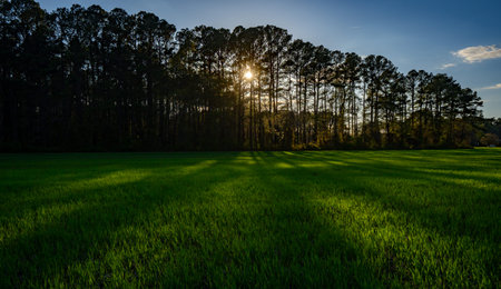 Green field at sunset with forest background. Rural landscape. Green grass in meadow. Calm spring...