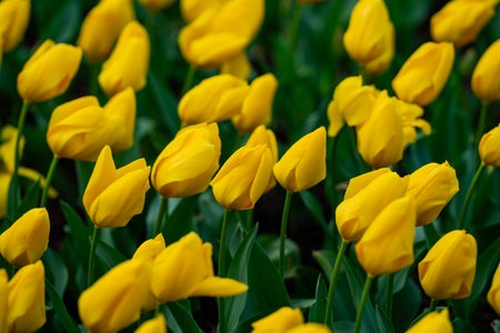 Yellow tulips natural paint background. Yellow blossoms spring. Yellow flower field with tulips in spring. Spring flowers wallpaper. Blooming tulip field in spring season. Tulips and blossoms yellow.の写真素材
